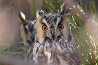 /album/fotogalerie-zoo-ohrada-hluboka-nad-vltavou/kalous-usaty-jpg/